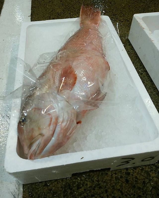 18536円 素敵な 幻の超高級魚 美味しい魚特選海鮮ギフト 徳島県産 白甘鯛 しらかわ 1尾1.4kg前後 国産 冷蔵便